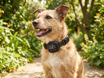 A calm dog in a garden wearing the NooBark collar